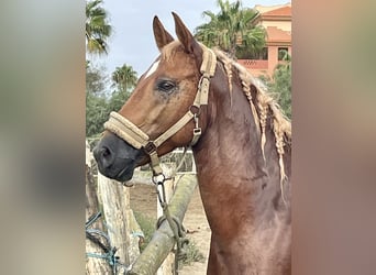 Anglo arabe Croisé, Hongre, 4 Ans, 150 cm, Alezan