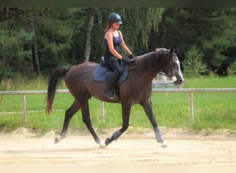 Anglo arabe, Hongre, 4 Ans, 167 cm, Gris noir