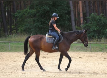Anglo arabe, Hongre, 4 Ans, 168 cm, Bai brun