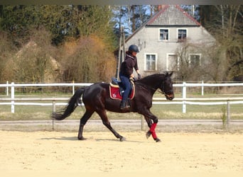 Anglo arabe, Hongre, 5 Ans, 163 cm, Bai brun foncé