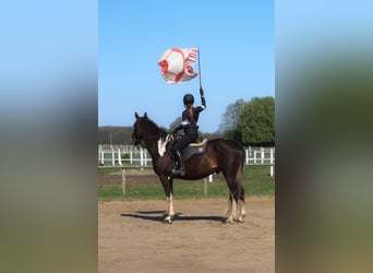 Anglo arabe, Hongre, 5 Ans, 172 cm, Pinto