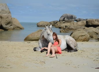 Anglo arabe, Hongre, 5 Ans