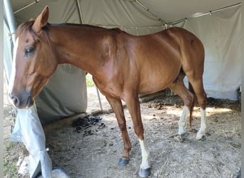 Anglo arabe, Hongre, 6 Ans, 155 cm, Alezan