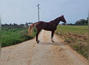 Anglo arabe, Hongre, 6 Ans, 171 cm, Alezan