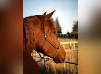 Anglo arabe, Hongre, 7 Ans, 150 cm, Alezan