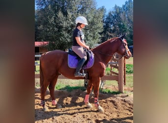 Anglo arabe, Hongre, 8 Ans, 154 cm, Alezan