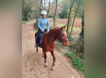 Anglo arabe, Hongre, 8 Ans, 154 cm, Alezan