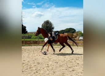 Anglo arabe, Hongre, 8 Ans, 154 cm, Alezan
