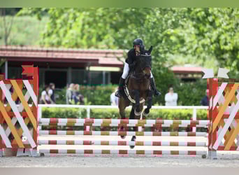 Anglo arabe, Hongre, 8 Ans, 160 cm, Bai brun