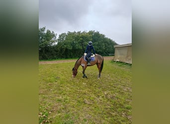 Anglo arabe, Hongre, 8 Ans, 168 cm, Bai brun