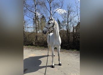 Anglo arabe Croisé, Hongre, 9 Ans, 163 cm, Gris