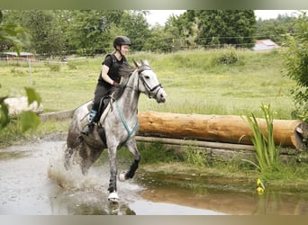 Anglo arabe, Jument, 10 Ans, 157 cm, Gris