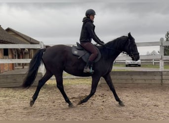 Anglo arabe, Jument, 11 Ans, 164 cm, Noir