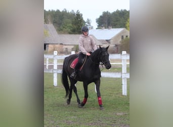 Anglo arabe, Jument, 11 Ans, 164 cm, Noir