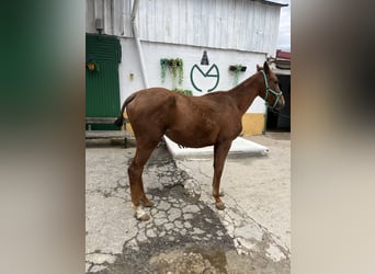 Anglo arabe, Jument, 2 Ans, Alezan cuivré