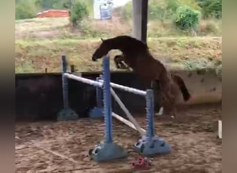 Anglo arabe Croisé, Jument, 3 Ans, 164 cm