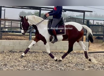 Anglo arabe, Jument, 4 Ans, 161 cm, Pinto