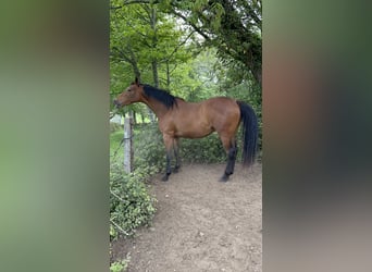 Anglo arabe, Jument, 4 Ans, 166 cm, Bai brun