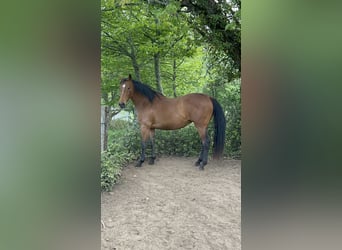 Anglo arabe, Jument, 4 Ans, 166 cm, Bai brun