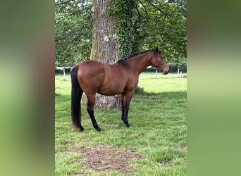 Anglo arabe, Jument, 4 Ans, 166 cm