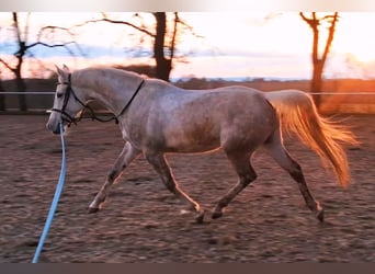 Anglo arabe Croisé, Jument, 5 Ans, 160 cm, Blanc