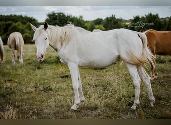 Anglo arabe, Jument, 6 Ans, 151 cm, Blanc