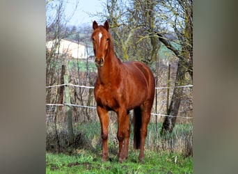 Anglo arabe, Jument, 6 Ans, 158 cm, Alezan