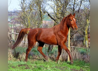Anglo arabe, Jument, 6 Ans, 158 cm, Alezan