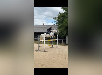 Anglo arabe, Jument, 8 Ans, 164 cm, Gris