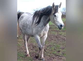 Anglo arabe, Jument, 9 Ans, 155 cm, Blanc