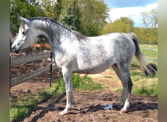 Anglo arabe, Jument, 9 Ans, 155 cm, Blanc