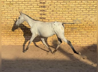 Anglo arabe Croisé, Jument, Poulain (01/2024), 132 cm, Tovero-toutes couleurs