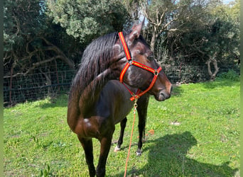 Anglo árabe, Semental, 15 años, 167 cm, Castaño