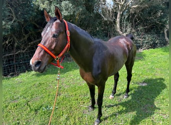 Anglo árabe, Semental, 15 años, 167 cm, Castaño