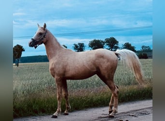Anglo árabe, Semental, 2 años, 163 cm, Palomino