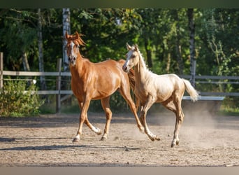 Anglo árabe, Semental, 2 años, 163 cm, Palomino