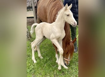 Anglo árabe, Semental, 2 años, 163 cm, Palomino