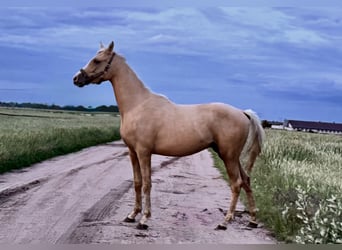 Anglo árabe, Semental, 2 años, 163 cm, Palomino