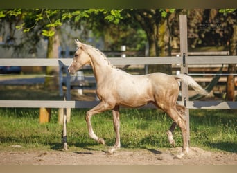 Anglo árabe, Semental, 2 años, 163 cm, Palomino
