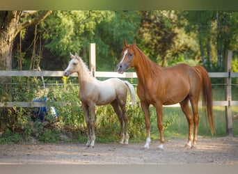 Anglo árabe, Semental, 2 años, 163 cm, Palomino