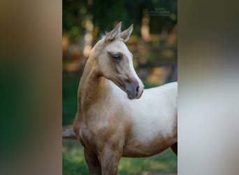 Anglo árabe, Semental, 2 años, 163 cm, Palomino