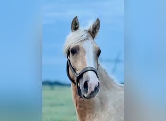 Anglo árabe, Semental, 2 años, 163 cm, Palomino