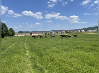 Anglo árabe, Semental, 3 años, 169 cm, Alazán