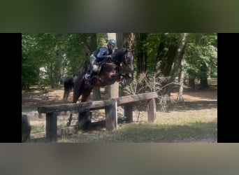 Anglo árabe, Semental, 6 años, 164 cm, Castaño oscuro