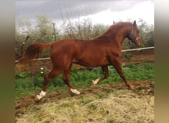 Anglo árabe, Semental, 7 años, 160 cm, Alazán