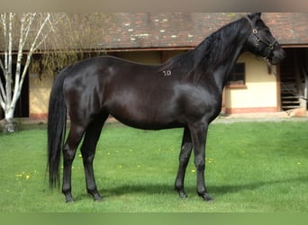 Anglo árabe, Yegua, 10 años, 165 cm, Negro