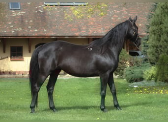 Anglo árabe, Yegua, 10 años, 165 cm, Negro