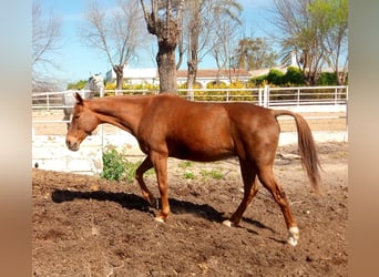 Anglo árabe, Yegua, 13 años, 160 cm, Alazán