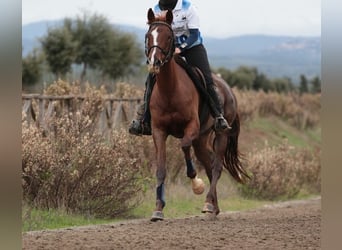 Anglo árabe, Yegua, 17 años, 160 cm, Alazán