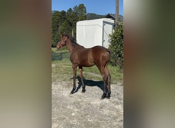 Anglo árabe, Yegua, 1 año, Castaño